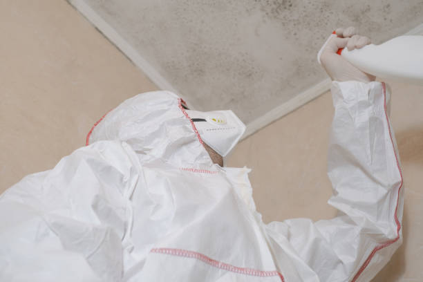 Best Mold Damage Restoration  in Queens, NY